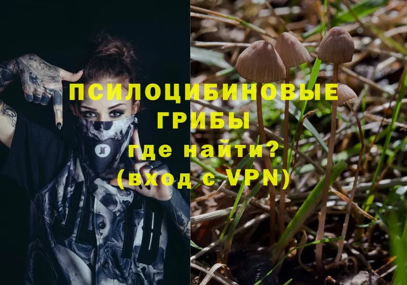 Галлюциногенные грибы Psilocybe  Белозерск 